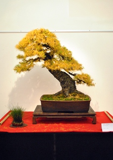 larix decidua bonsai oszi lombszinben a marczika bonsai kiallitason